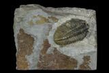 Gravicalymene arcuata Trilobite - United Kingdom #121369-1